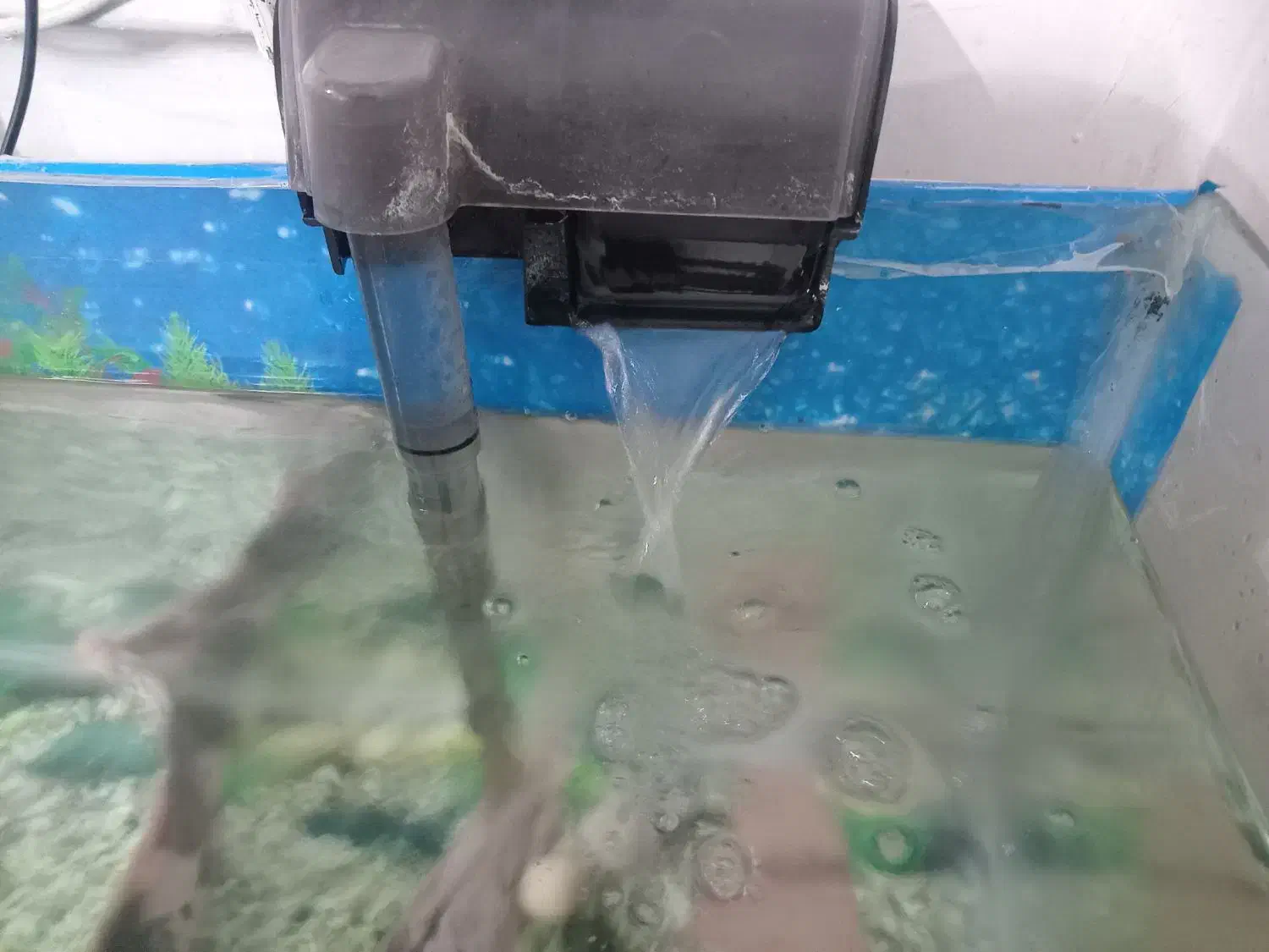 ماهی گوشتخوار ولجنخوار وتمام وسایل|ماهی|زنجان, |دیوار