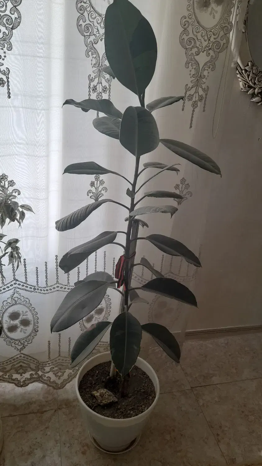 گل فیکوس|گل و گیاه طبیعی|گلبهار, نوبهار|دیوار