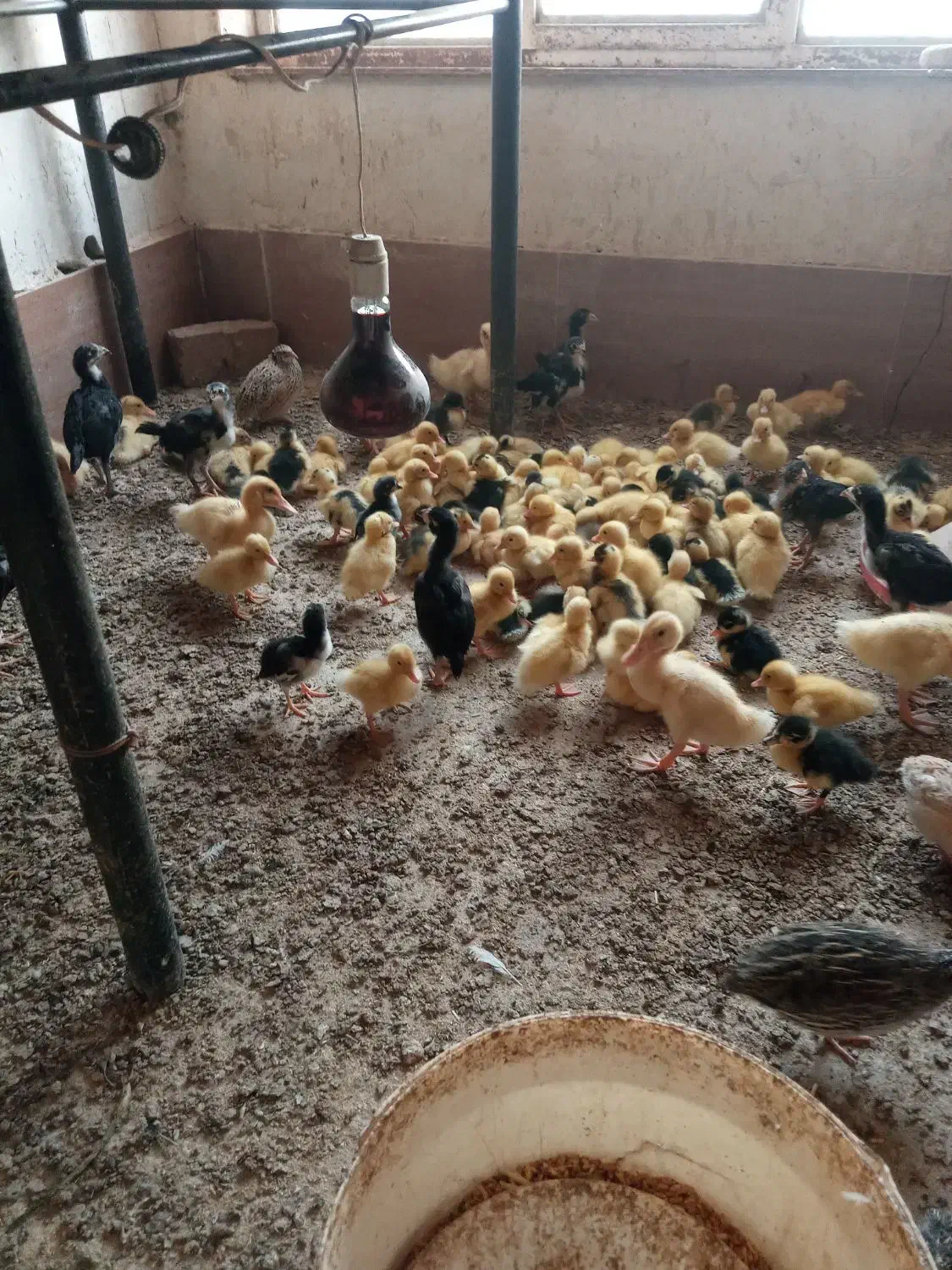 فروش جوجه اردک پکنی|حیوانات مزرعه|چناران, |دیوار