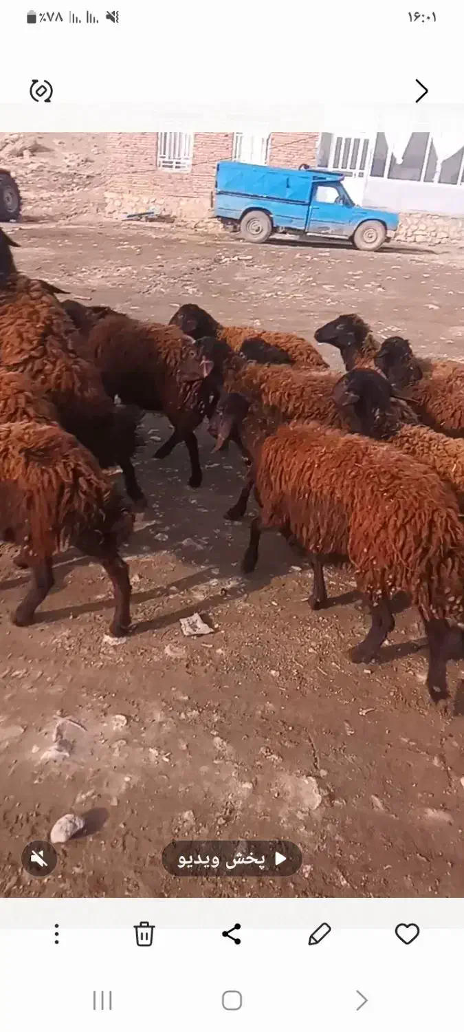 توخلو ماده|حیوانات مزرعه|نقده, |دیوار