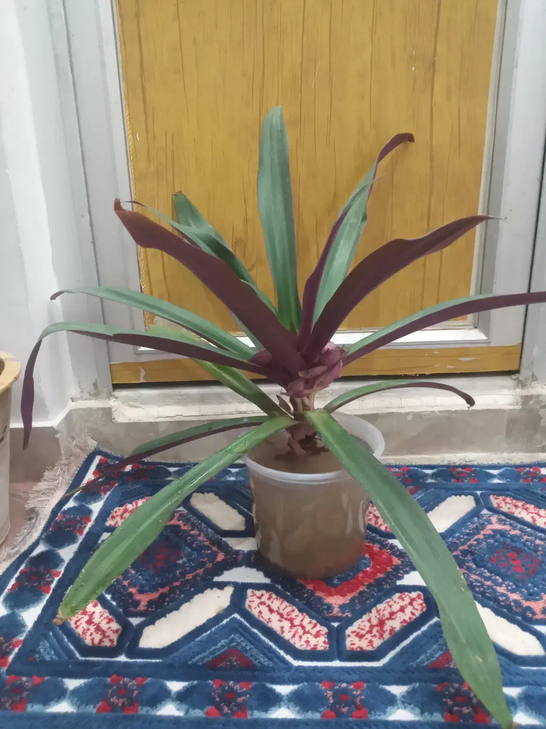 گل موسی در گهواره|گل و گیاه طبیعی|قم, شهرک مهدیه|دیوار