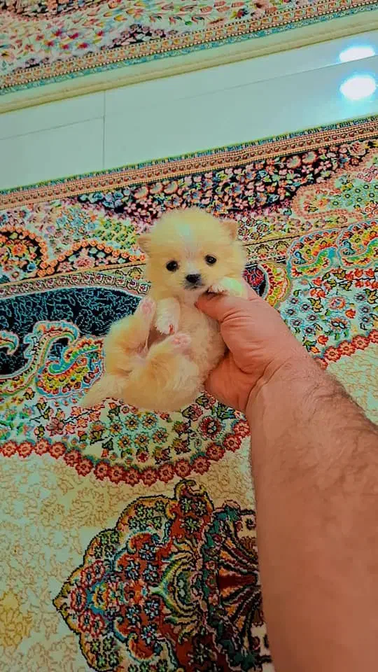 پامر خرسی عروسکی|سگ|رشت, دیانتی|دیوار