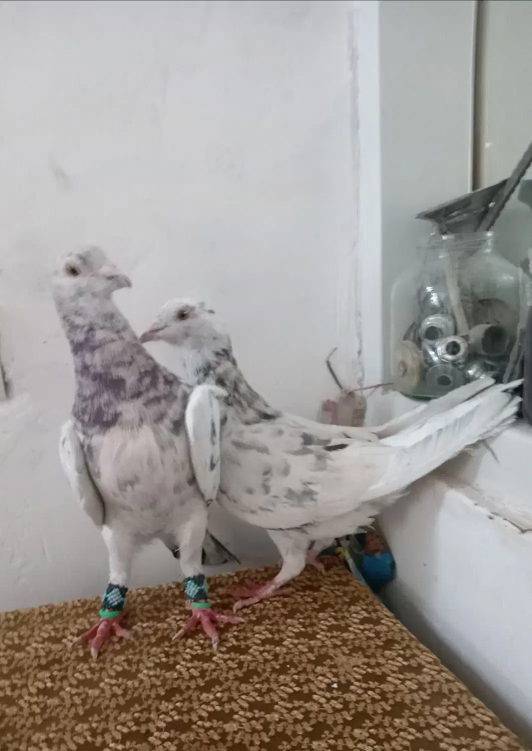 کبوتر|پرنده|سبزوار, قلعه‌نو دهزار|دیوار