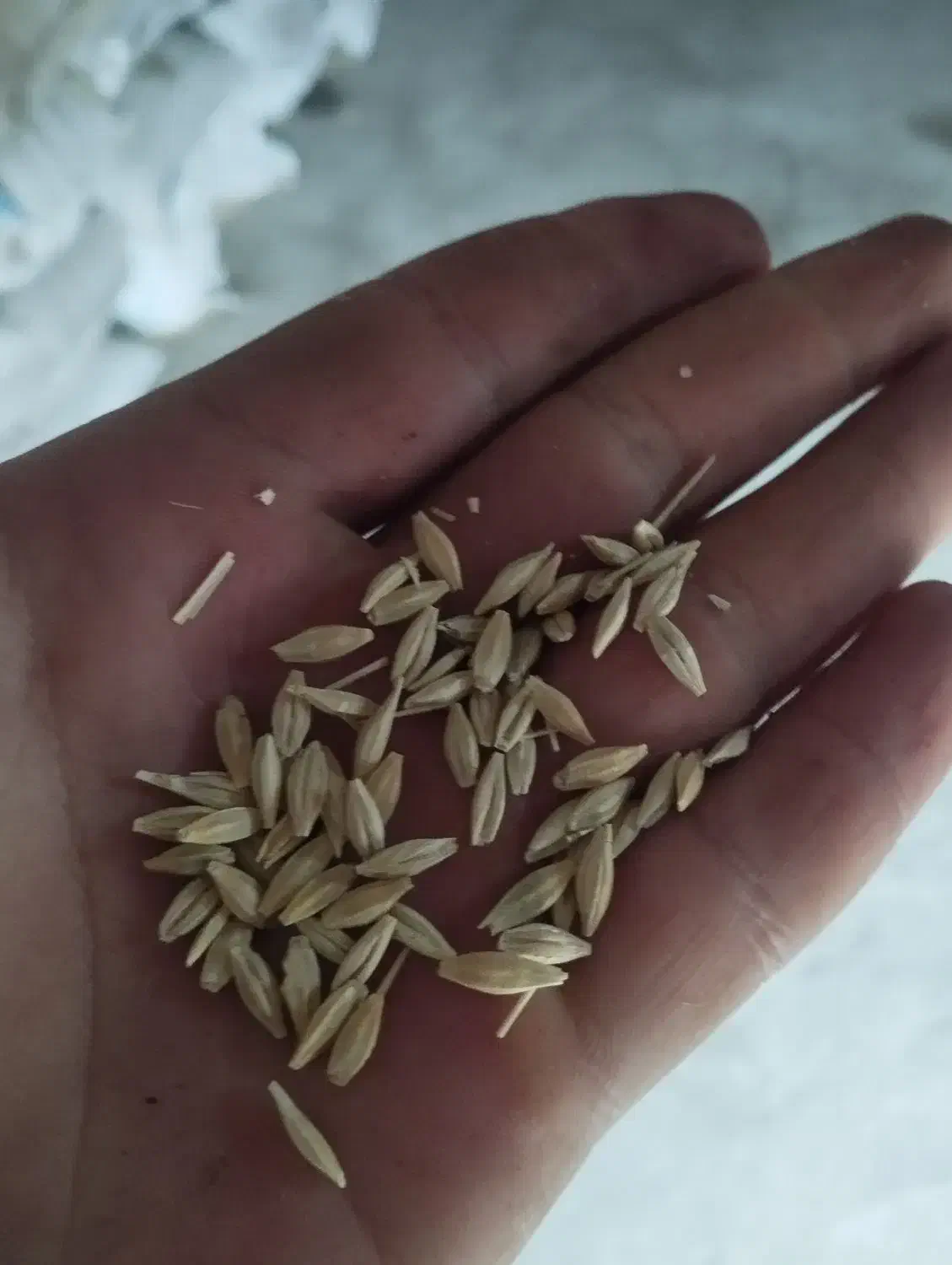 جو..|لوازم جانبی حیوانات|خواجه, |دیوار