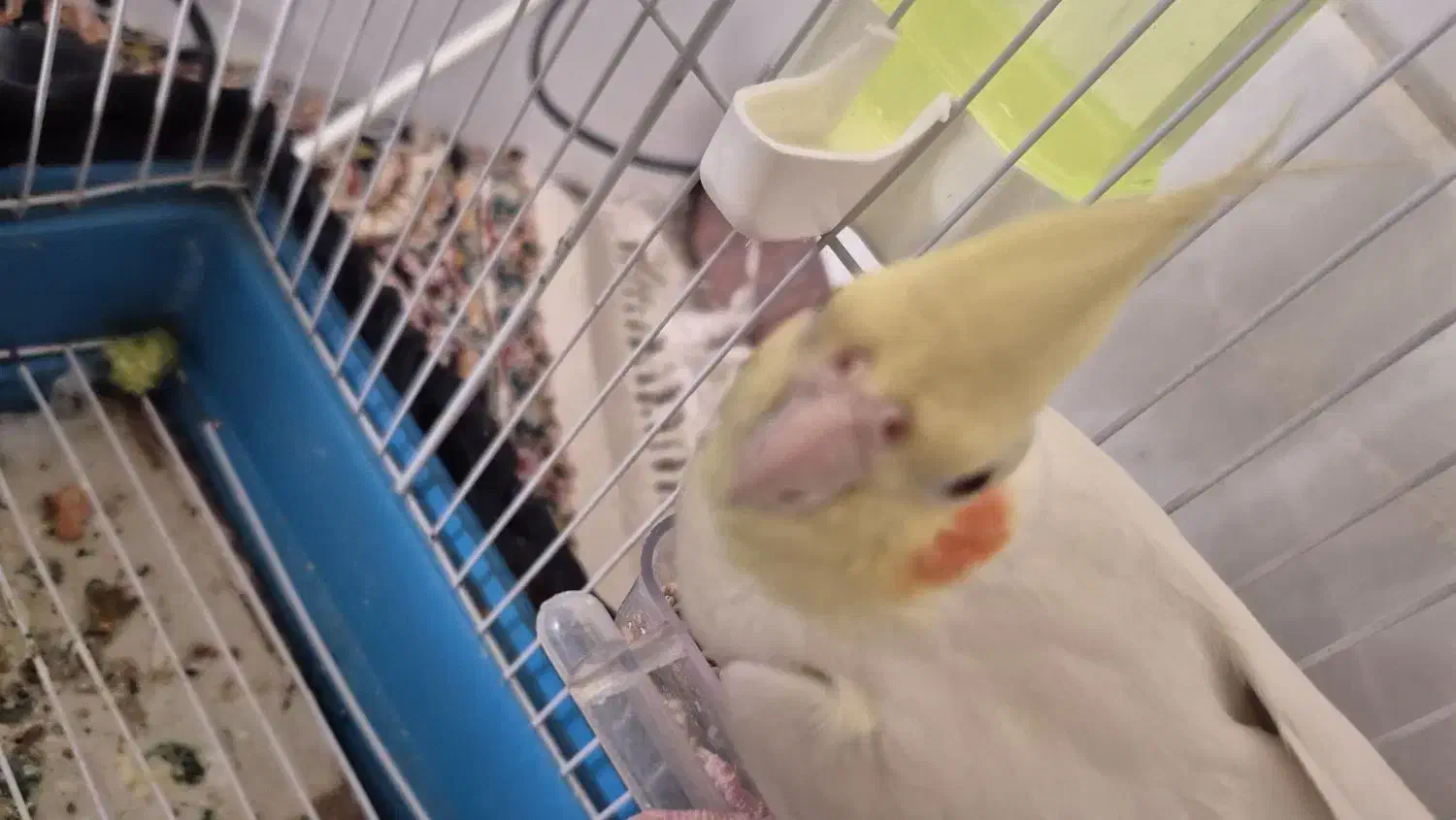 عروس هلندی|پرنده|روانسر, |دیوار