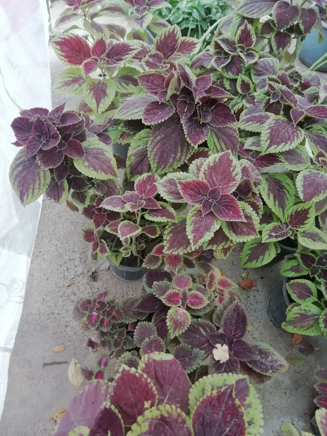 گل یوسفی|گل و گیاه طبیعی|مرند, |دیوار