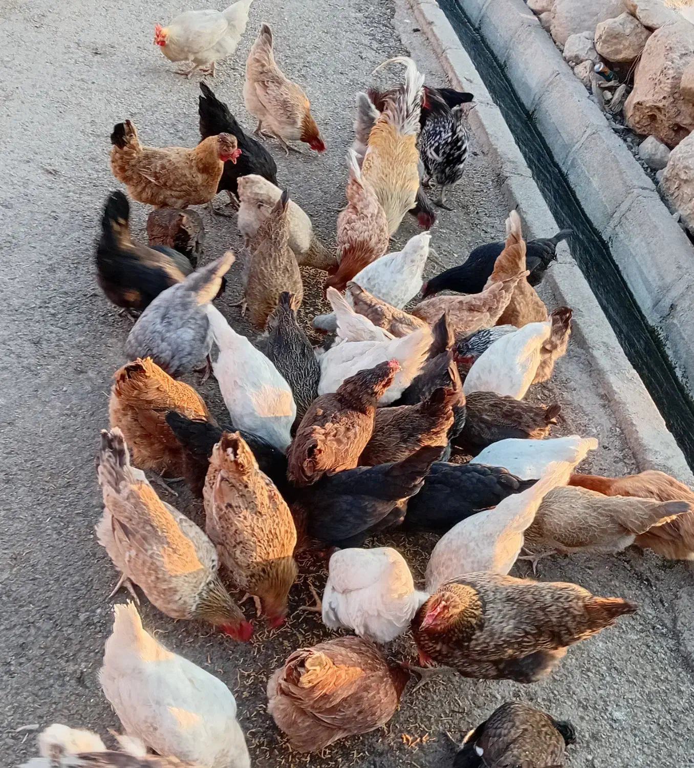 مرغ محلی|حیوانات مزرعه|اندیمشک, |دیوار