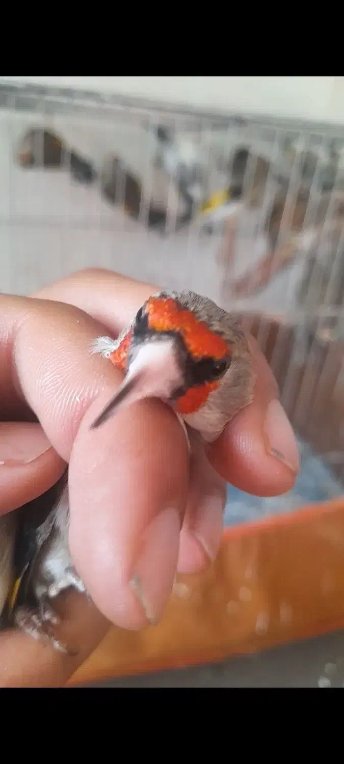 سقا|پرنده|کرمان, |دیوار