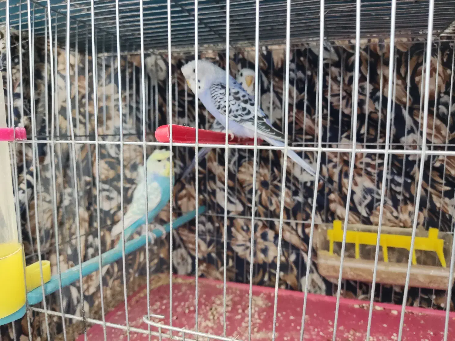 مرغ عشق زیبا|پرنده|بروجن, |دیوار