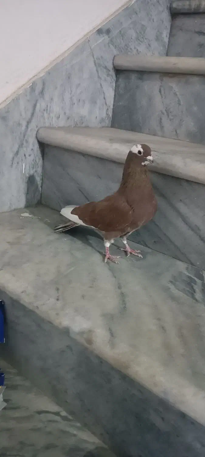 کبوتر قجله نر|پرنده|بکتاش, |دیوار