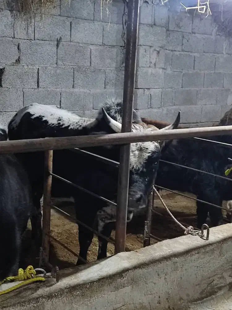 ورزا کوله آس|حیوانات مزرعه|سنگر, |دیوار