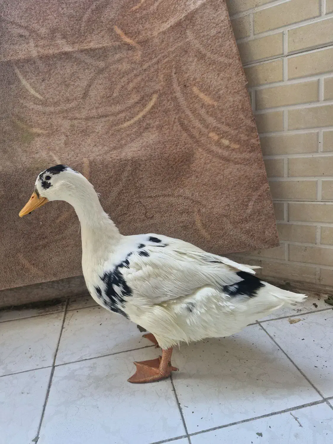 مرغابی ۵ستاره|حیوانات مزرعه|شیراز, زرهی|دیوار