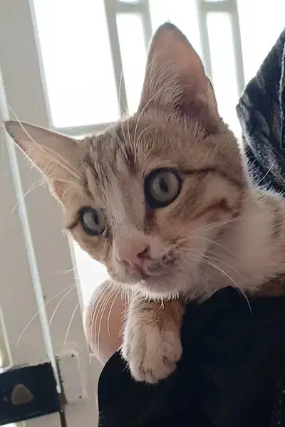 گربه|گربه|تربت جام, المهدی|دیوار