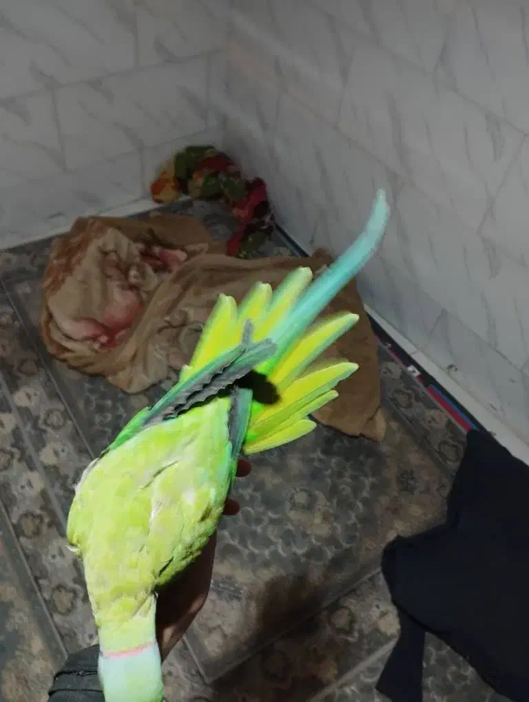 پرنده طوطی ملنگو|پرنده|شیراز, کرونی(خاتونک)|دیوار