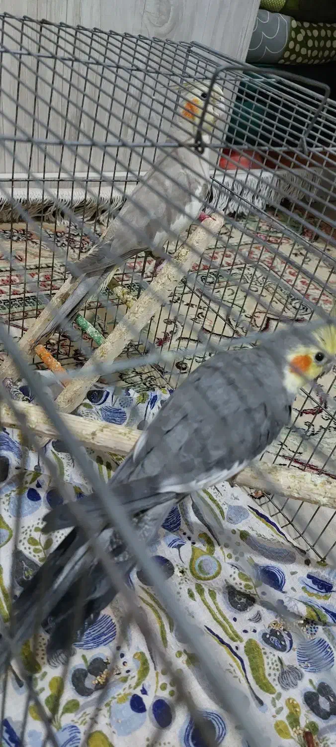 عروس  نر و ماده مولد دستی|پرنده|پاکدشت, پاکدشت (مامازند)|دیوار