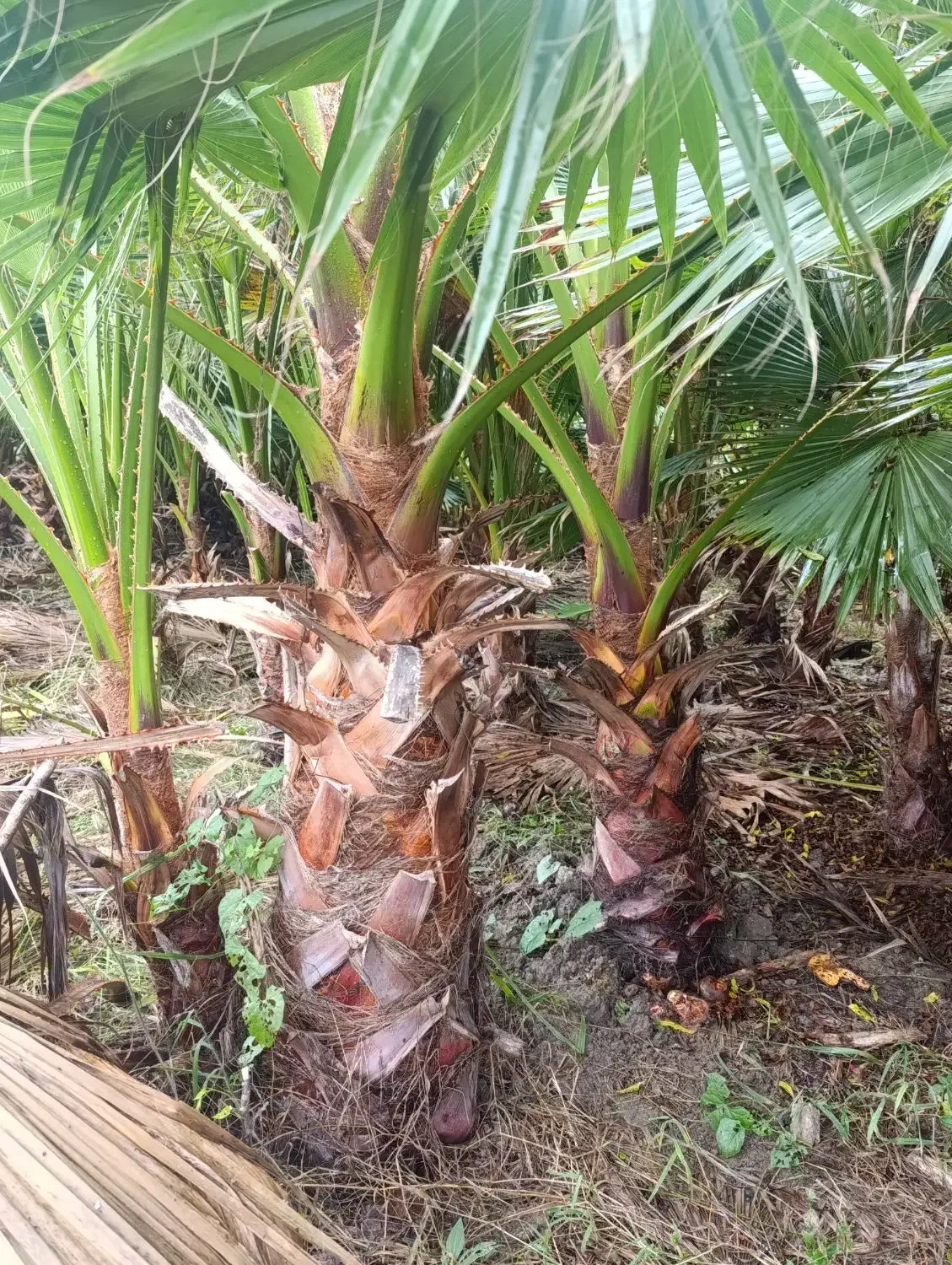 پالم واشنگتن تنه درشت|گل و گیاه طبیعی|آمل, |دیوار