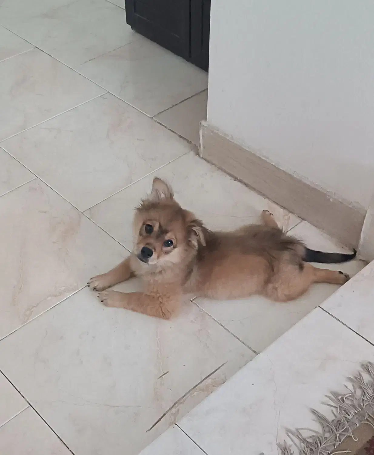 سگ پامر|سگ|گلبهار, شهر جدید گلبهار|دیوار