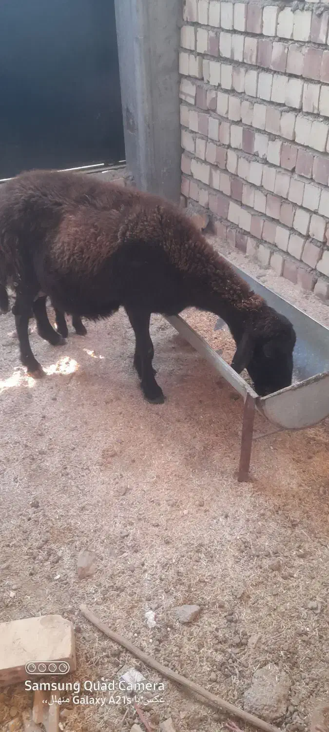 گوسفند افشار|حیوانات مزرعه|کلاله, |دیوار