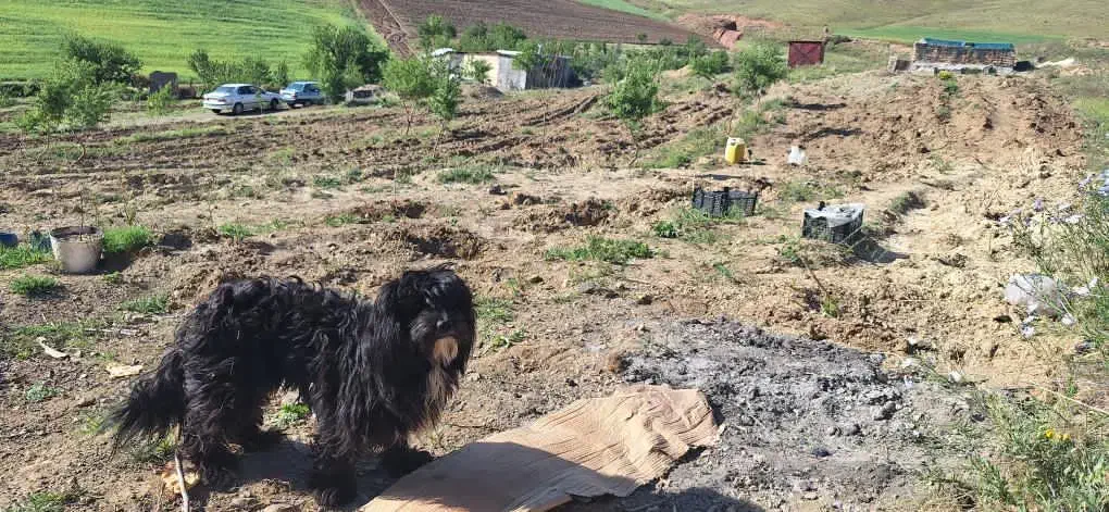 سگ گمشده|حیوانات|زنجان, |دیوار