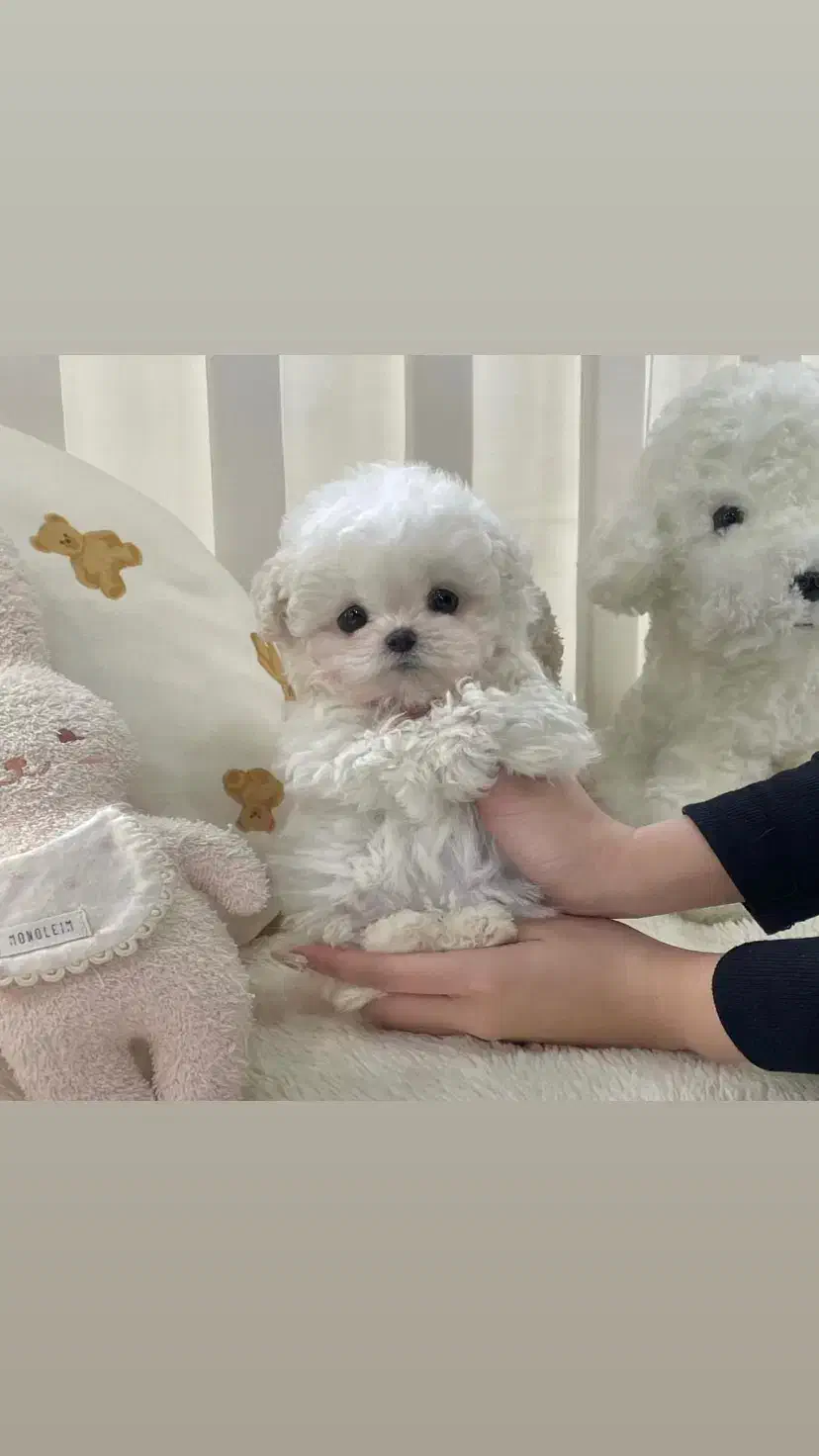 سگ پشمالو|سگ|اهواز, ۲۴ متری|دیوار