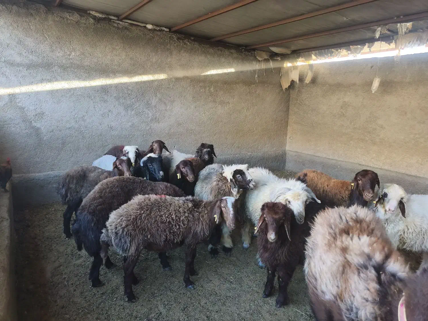 بره پرواری|حیوانات مزرعه|دهدشت, |دیوار