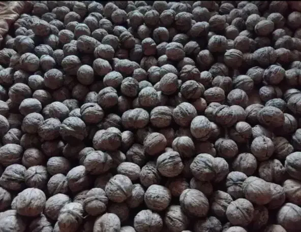 گردو پوست کاغذی امسال کیلویی۳۵۰تومن|خوردنی و آشامیدنی|هرسین, |دیوار