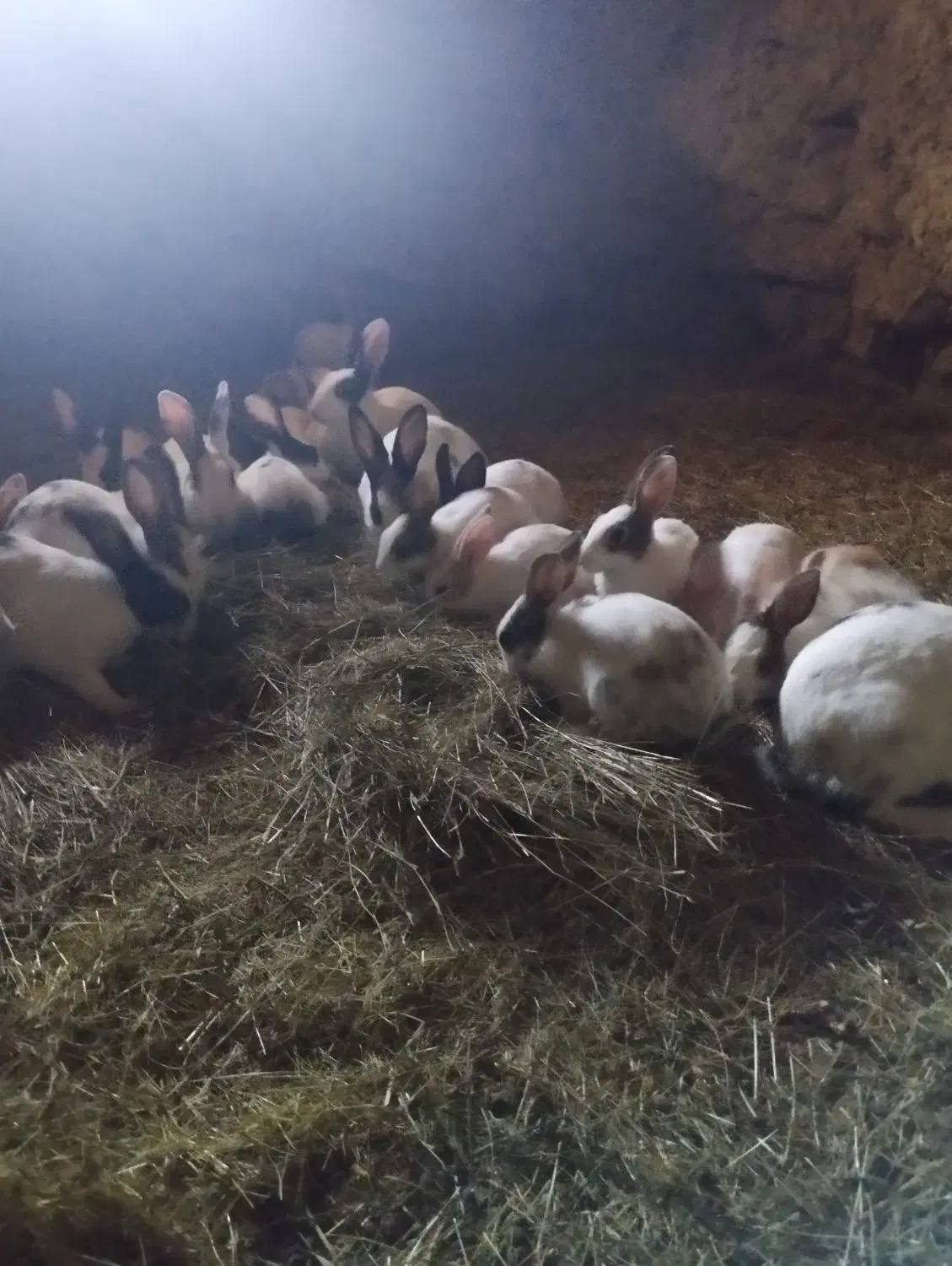 فروش خرگوش|موش و خرگوش|خاو و میرآباد, |دیوار