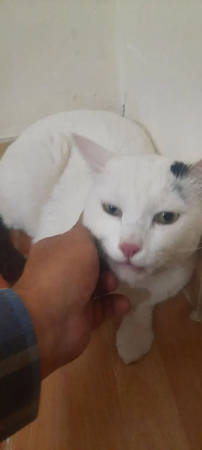 واگذاری گربه ترکیش|گربه|ورامین, ورامین|دیوار