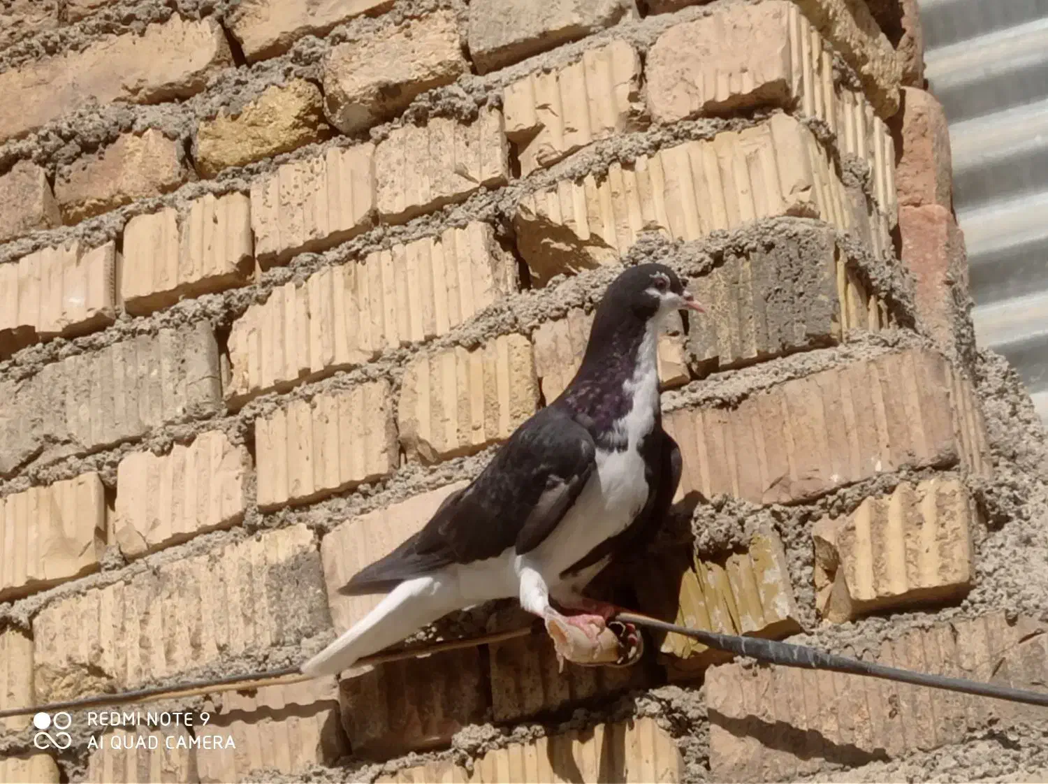 شهری ویال سیاه|پرنده|مرودشت, گندم|دیوار