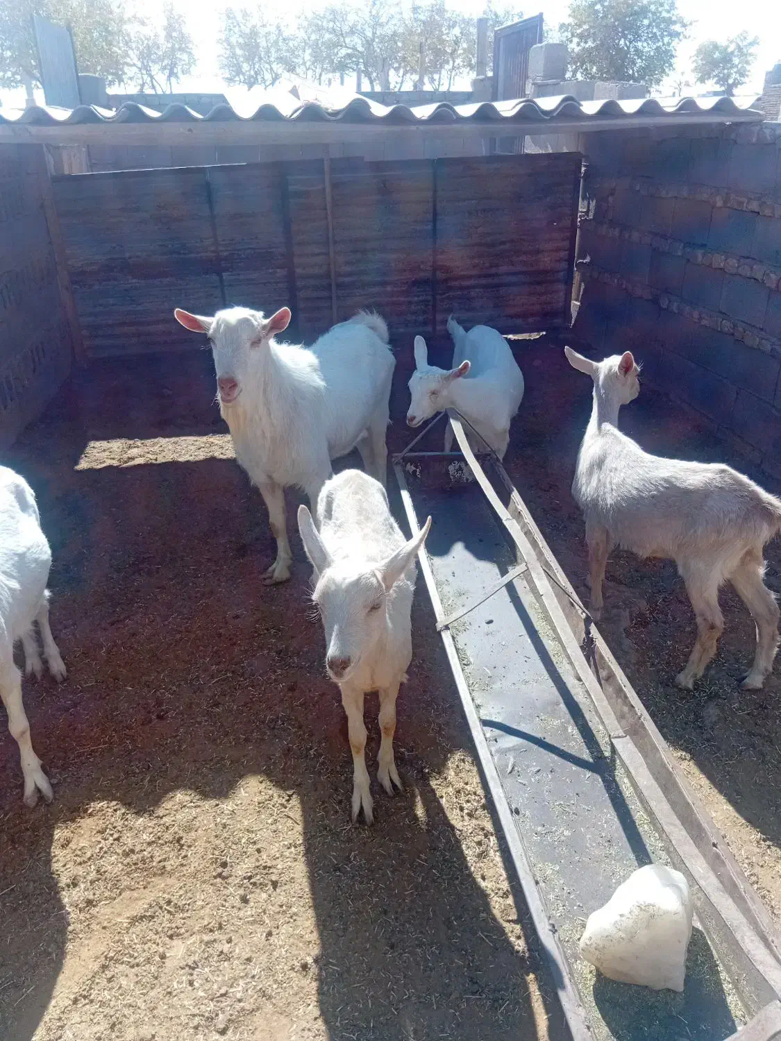 بزغاله سانن کل اصل|حیوانات مزرعه|فریمان, |دیوار