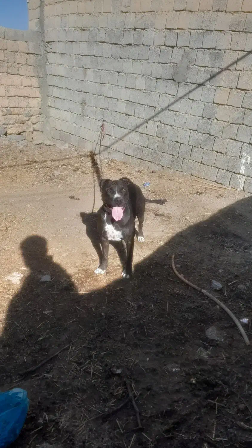 سگ پیتبول اصل|سگ|نقده, |دیوار