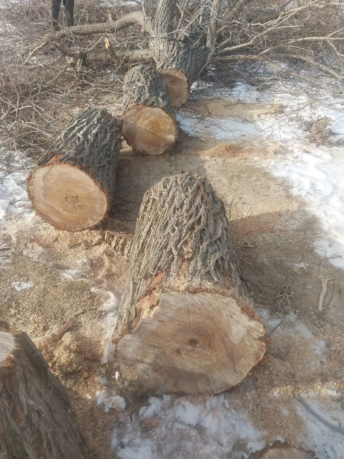 خریددرختخریدارچوببرشانواعدرختانمانعهرس|خدمات باغبانی و درختکاری|تبریز, |دیوار