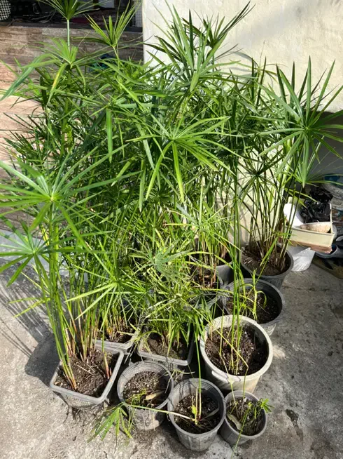 تعدادی گل بیرونی گلدانی ریشه دار سالم قیمت مناسب|گل و گیاه طبیعی|رامسر, |دیوار