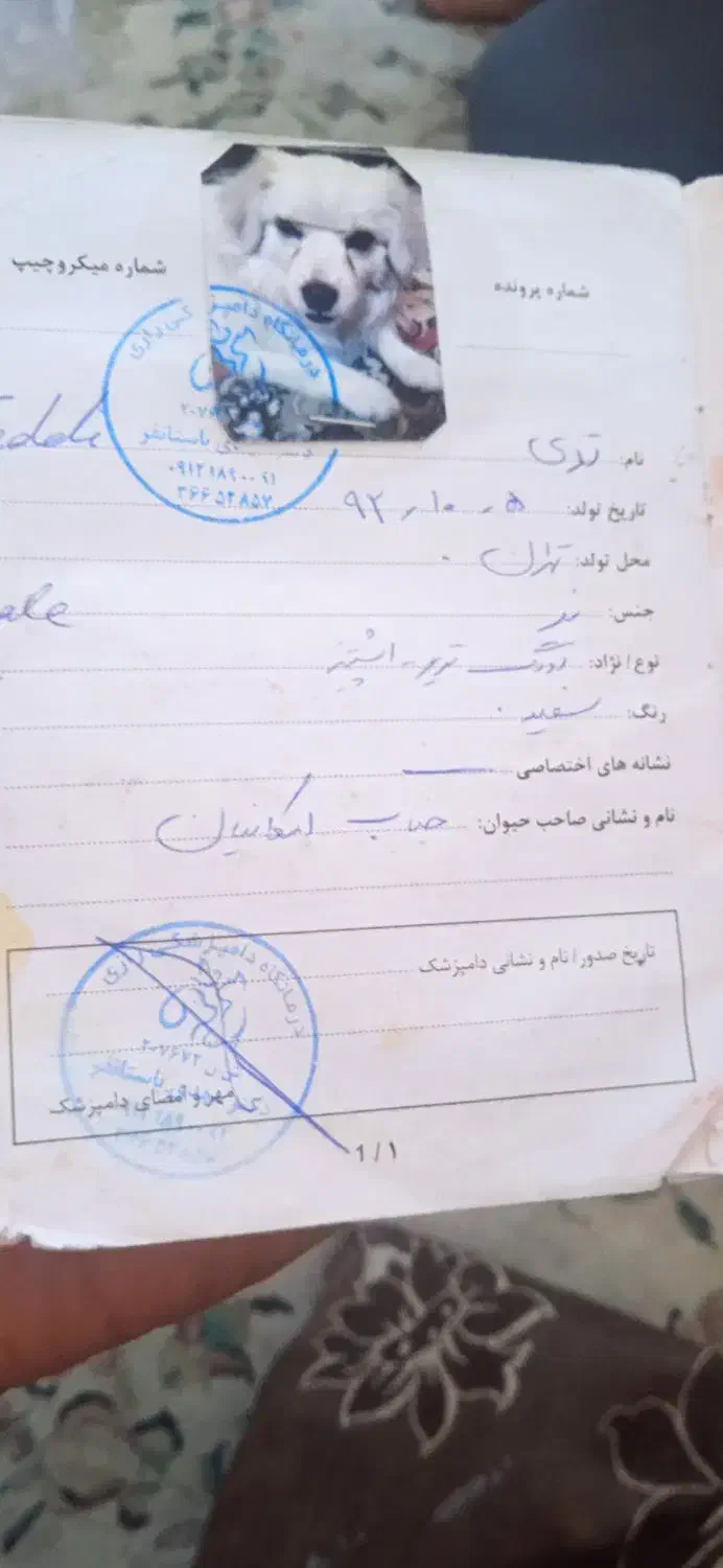 سگ،|سگ|زاهدان, |دیوار