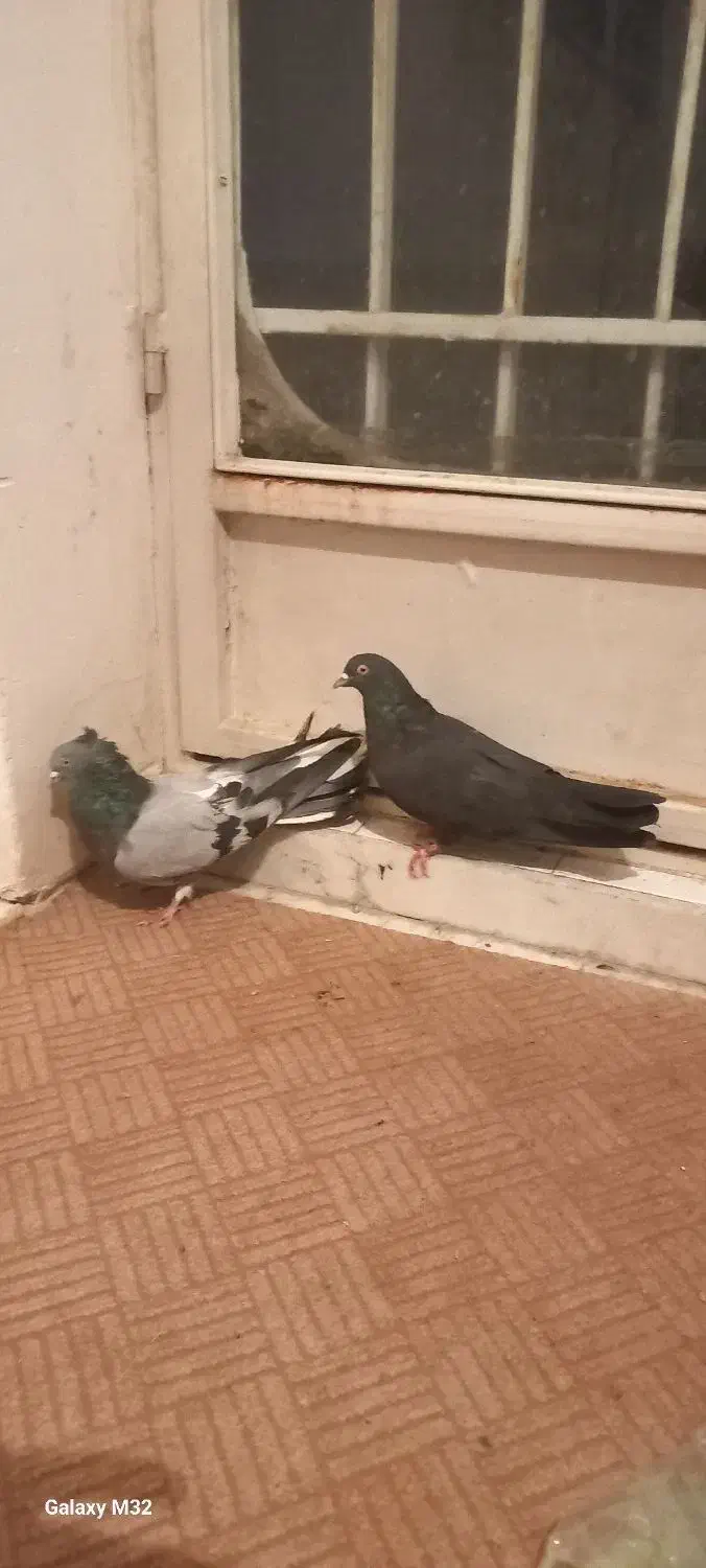 کبوتر اصفهانی|پرنده|برخوار, |دیوار