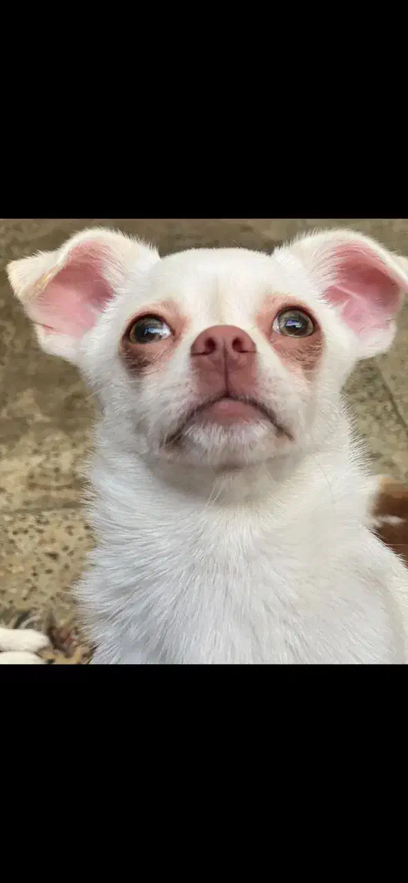 شیواوا توله|سگ|بابل, |دیوار