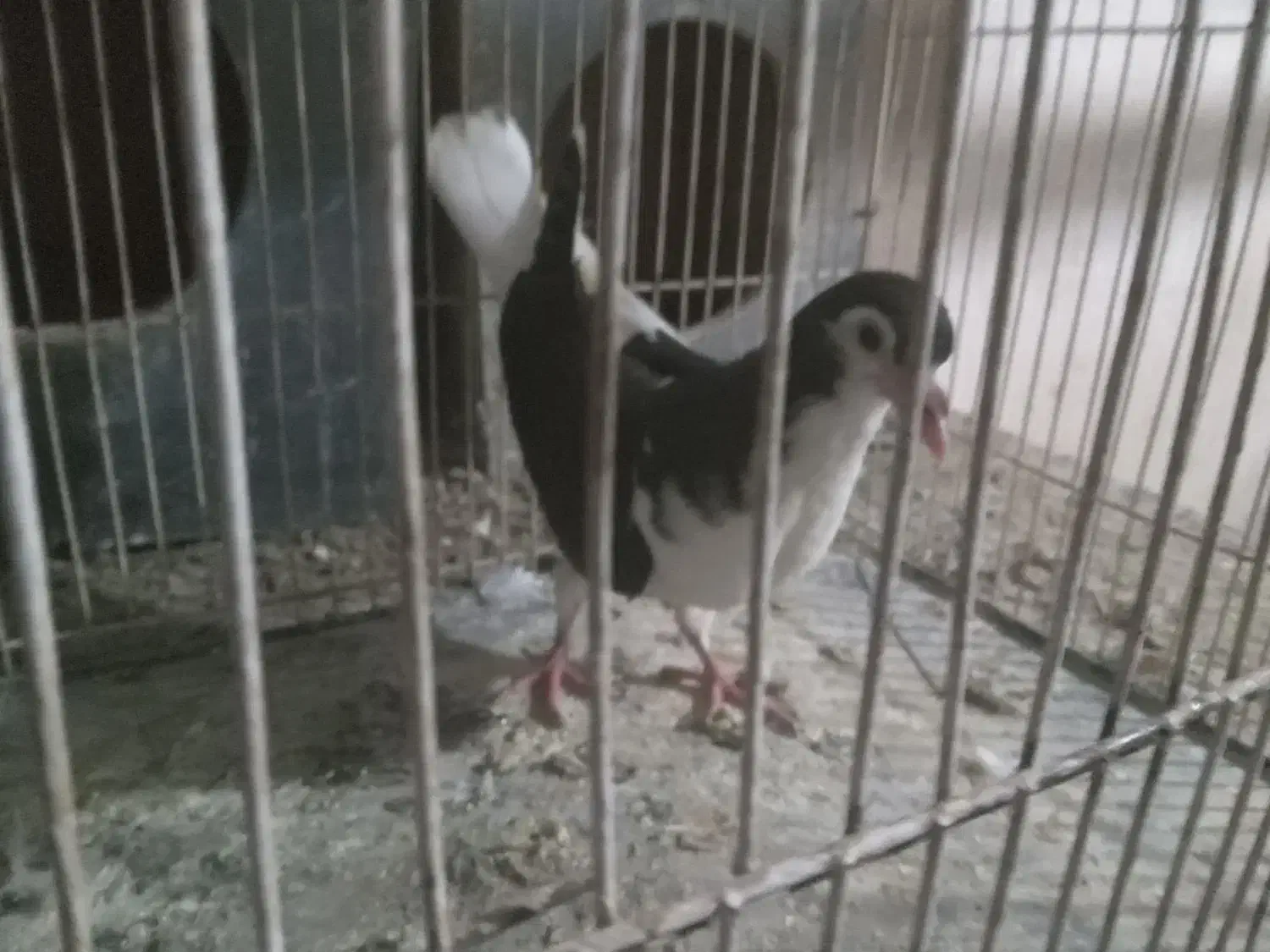 ساده|پرنده|فریمان, |دیوار