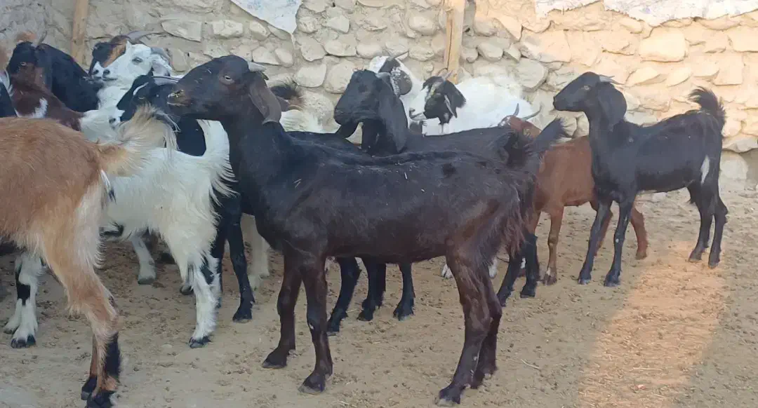 ۳۲راس بز جوان داشتی و گوشتی|حیوانات مزرعه|علامرودشت, |دیوار