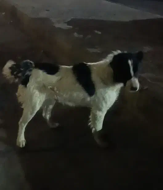 سگ قدیرجونی|سگ|اراک, |دیوار