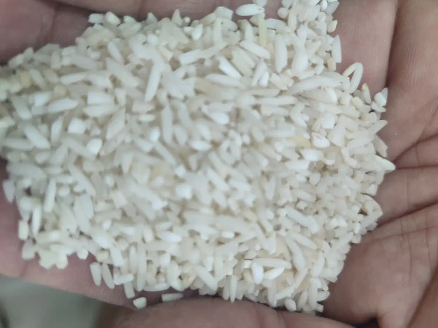 برنج هاشمی و چای اصل و زیتون گیلانی|خوردنی و آشامیدنی|نسیمشهر, |دیوار