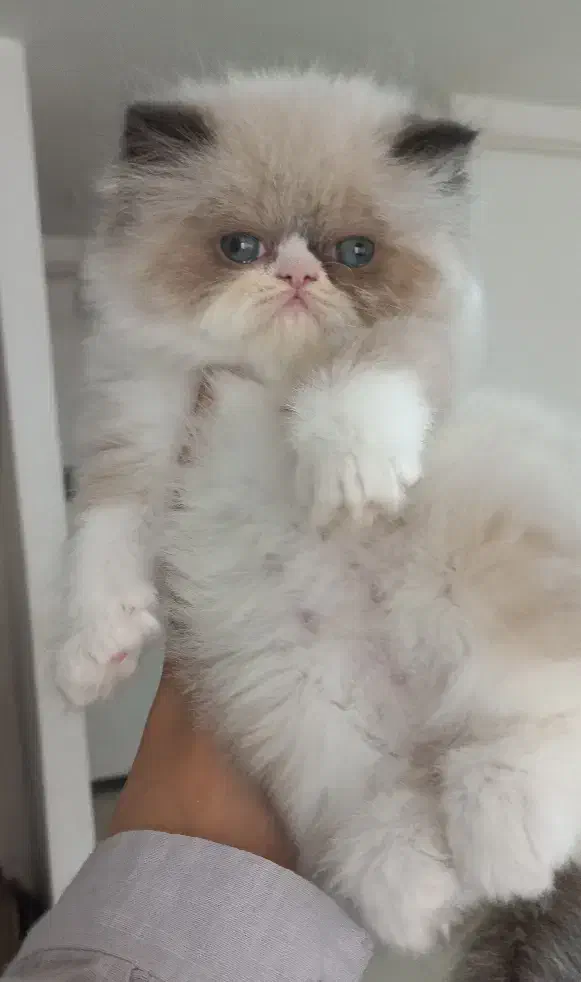 بچه گربه پرشین|گربه|ساری, |دیوار