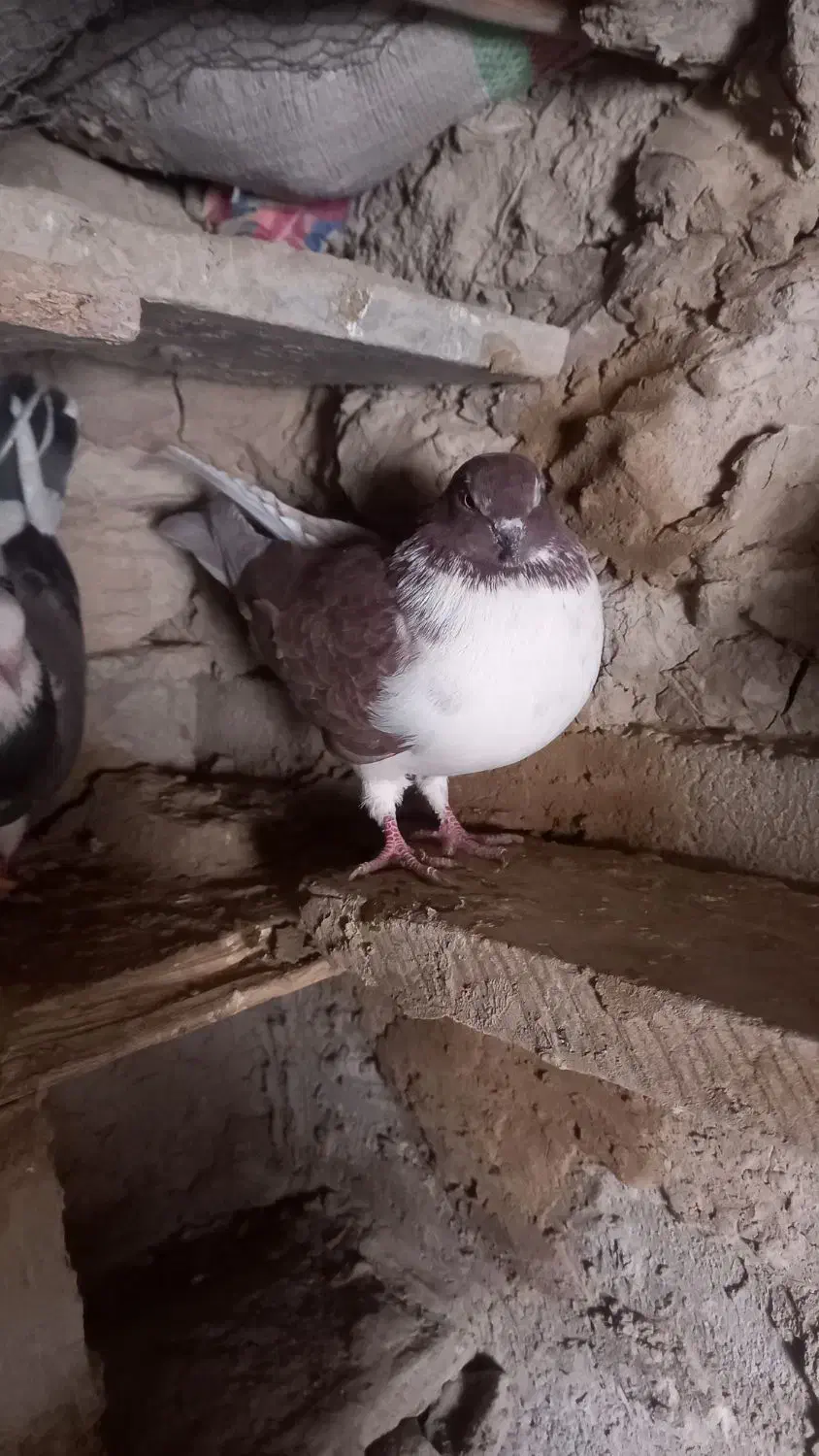 پنج کبوتر ملاقی|پرنده|قرقری, |دیوار