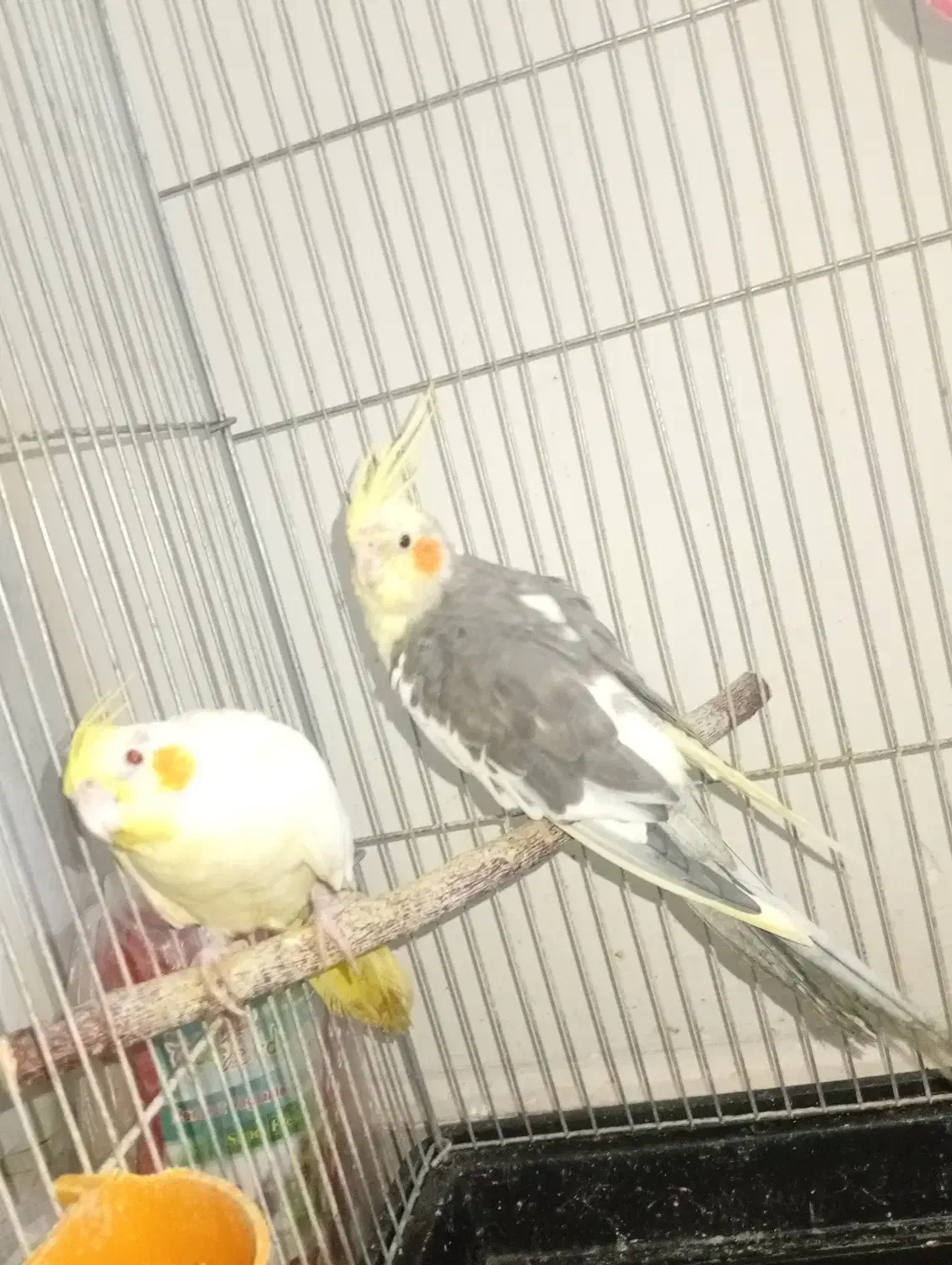 عروس هلندی|پرنده|قرچک, شهرک طلائیه|دیوار