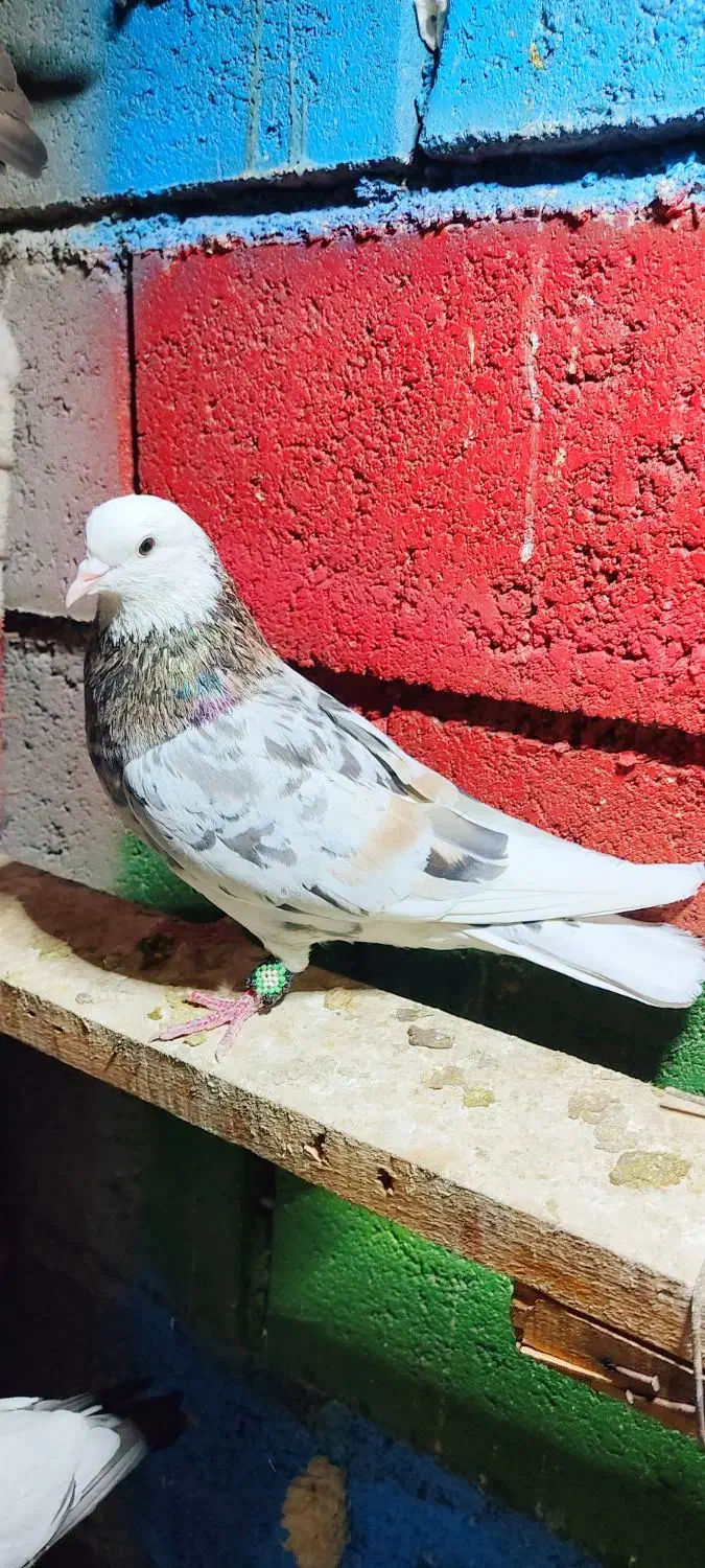 کفتر پرشی تهرانی|پرنده|رودان, |دیوار