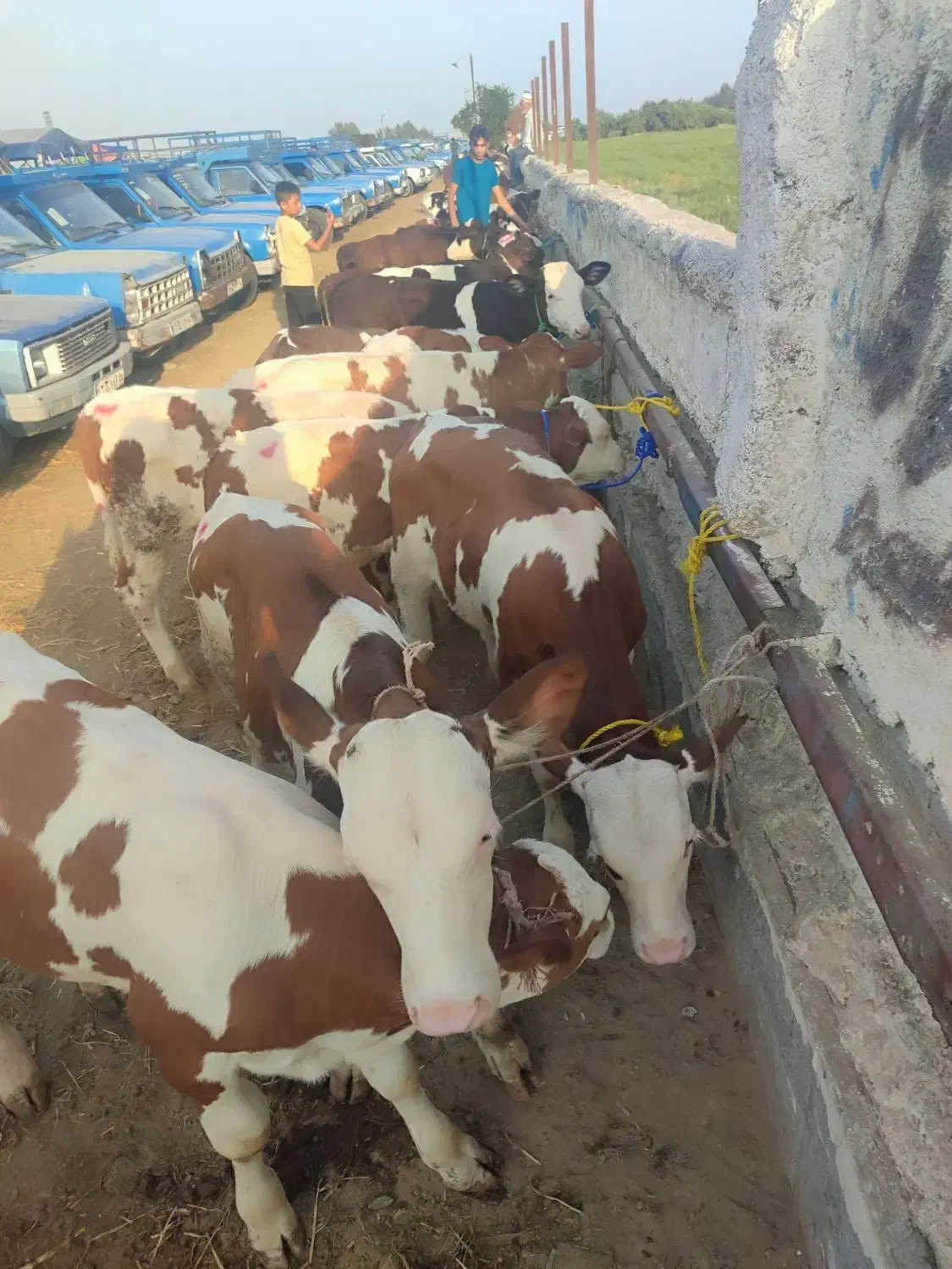 گوساله سمینتال هلشتاین|حیوانات مزرعه|بندر ترکمن, |دیوار