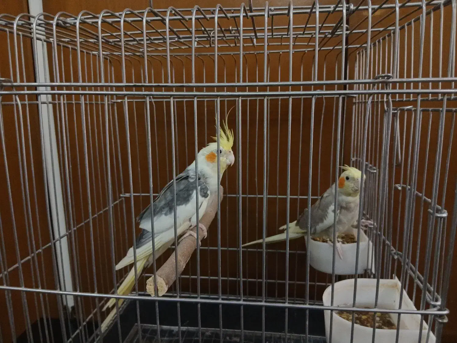 پرنده‌|پرنده|اراک, |دیوار