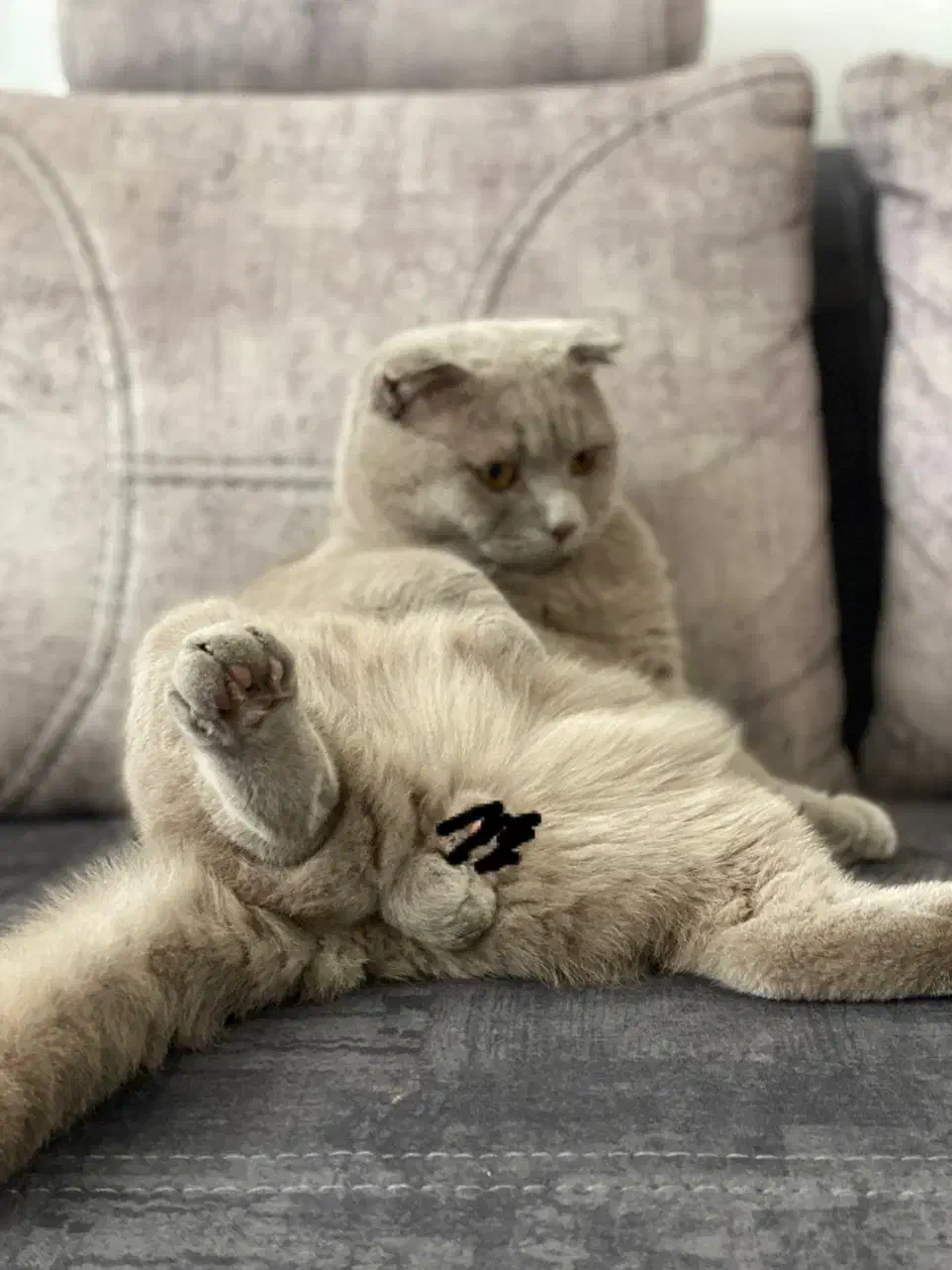 گربه اسکاتیش فولد آماده جفتگیری با سابقه درخشان|گربه|مشهد, شهید مطهری|دیوار