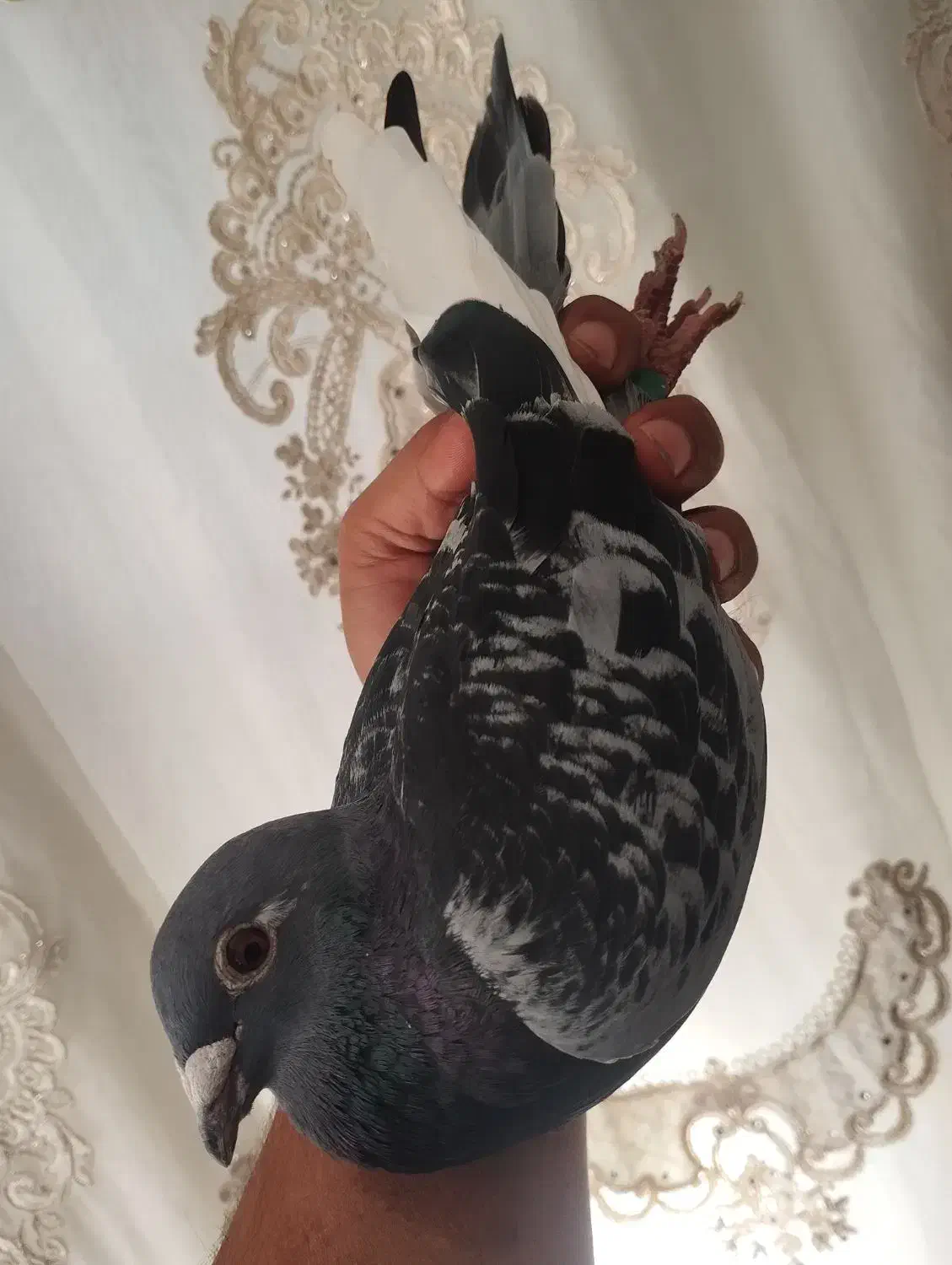 مولد|پرنده|اهواز, شریعتی جنوبی|دیوار