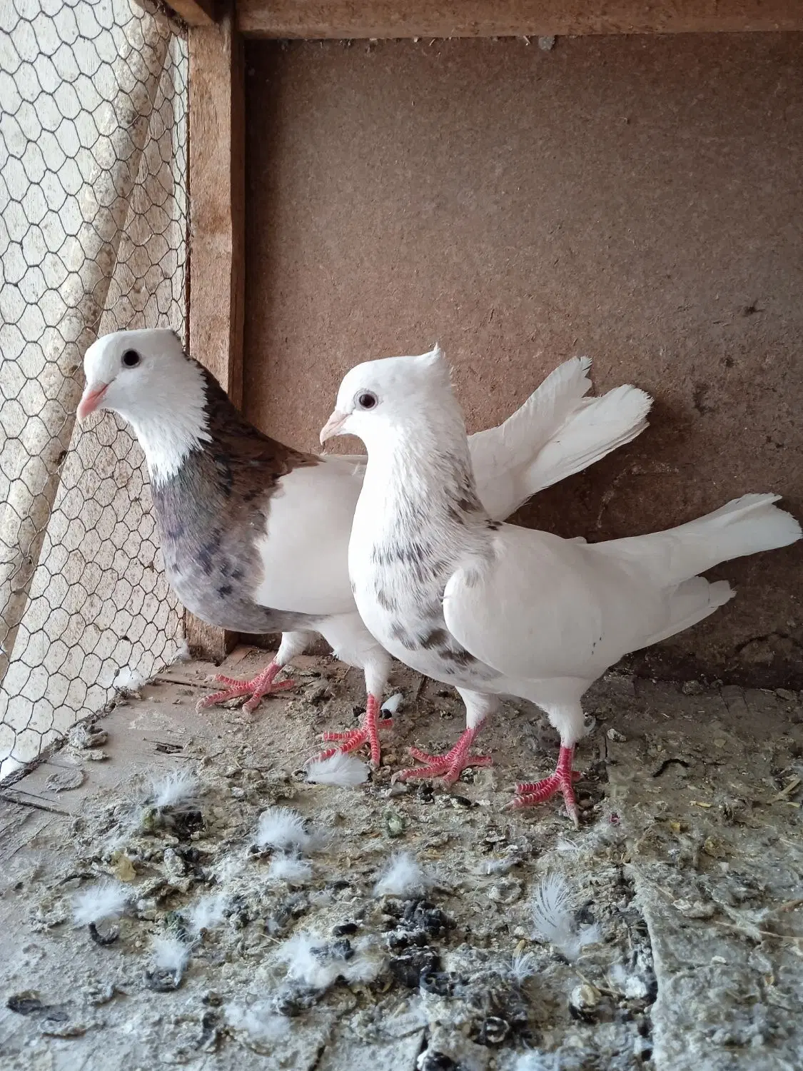 طوقی|پرنده|مراغه, |دیوار