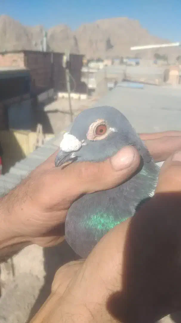 جفت پلاکی از نثل جواب داده|پرنده|کرمان, |دیوار